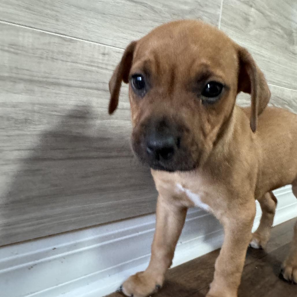 Enlarge Kenny, a Adoptable Mixed Breed in Hollister, FL image 3/4