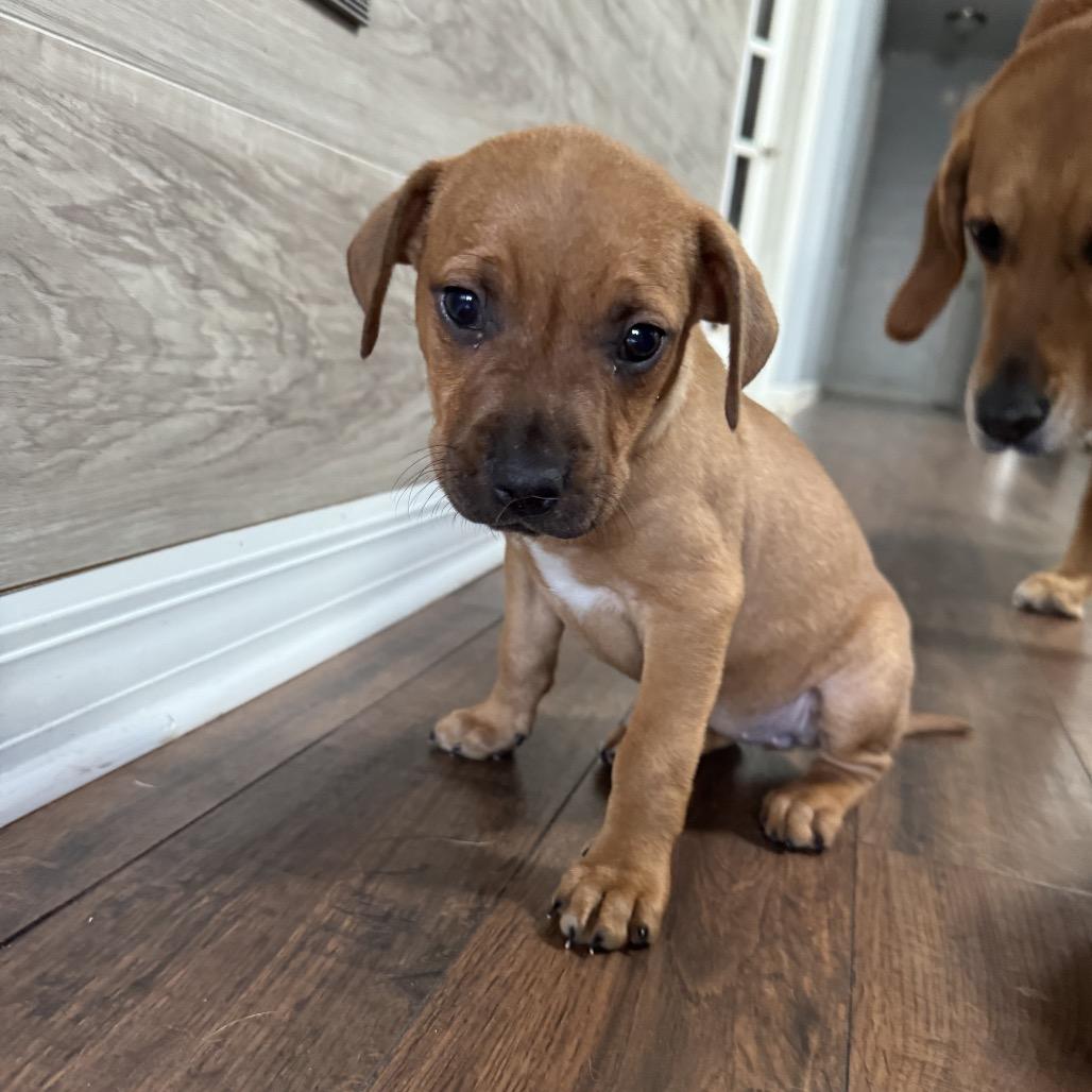 Enlarge Kenny, a Adoptable Mixed Breed in Hollister, FL image 4/4