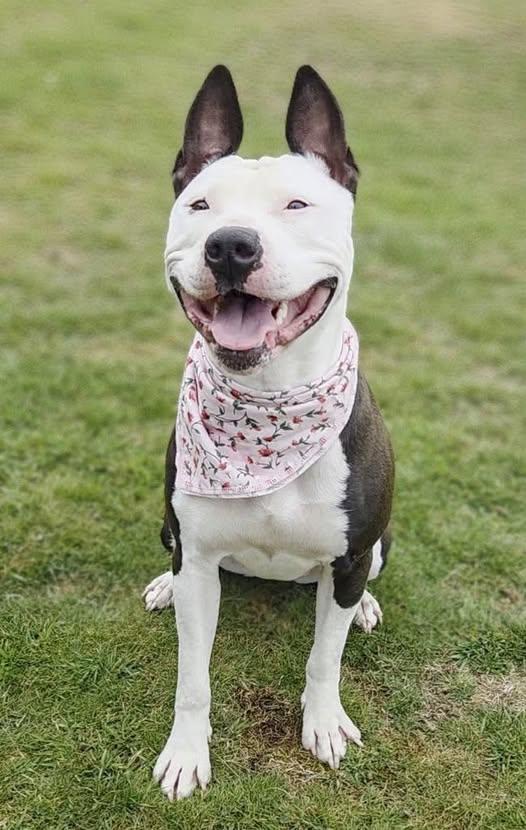 Zoe, a Adoptable mixed breed in Tacoma, WA image 2/6