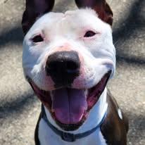 Zoe, a Adoptable mixed breed in Tacoma, WA image 1/6