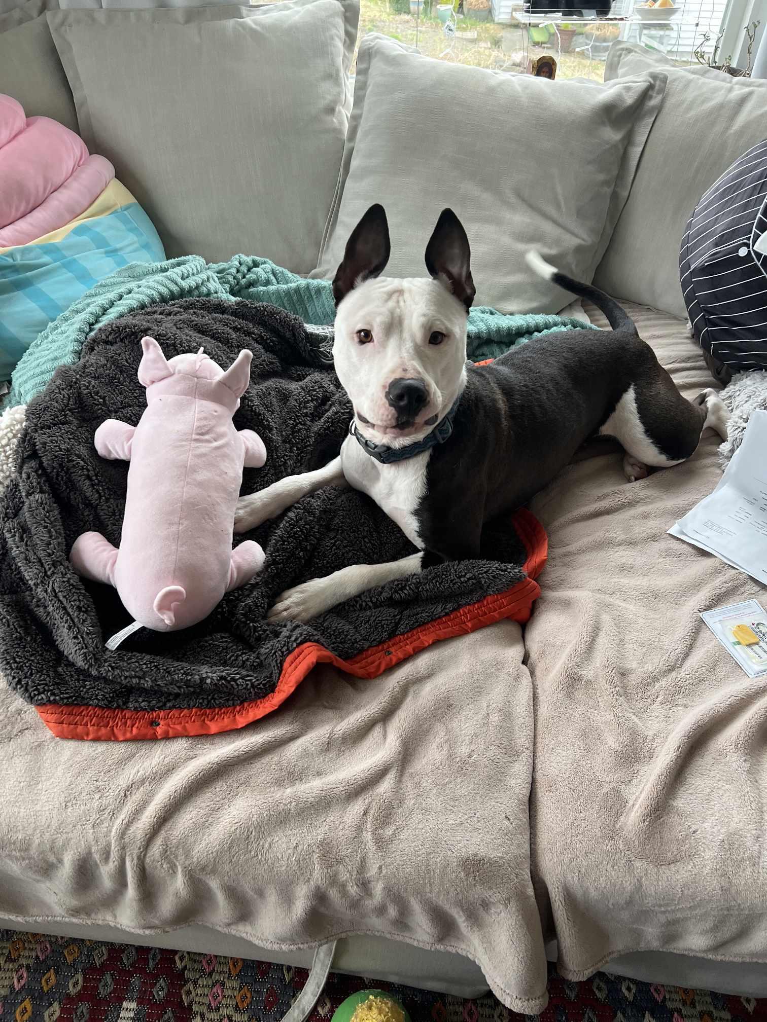 Zoe, a Adoptable mixed breed in Tacoma, WA image 6/6