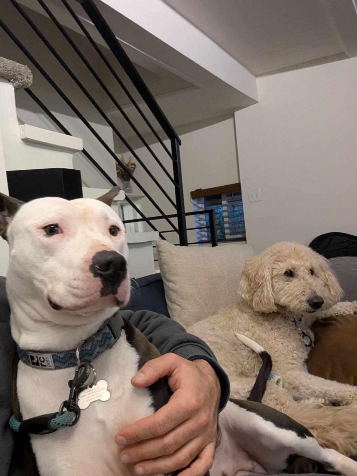 Zoe, a Adoptable mixed breed in Tacoma, WA image 4/6