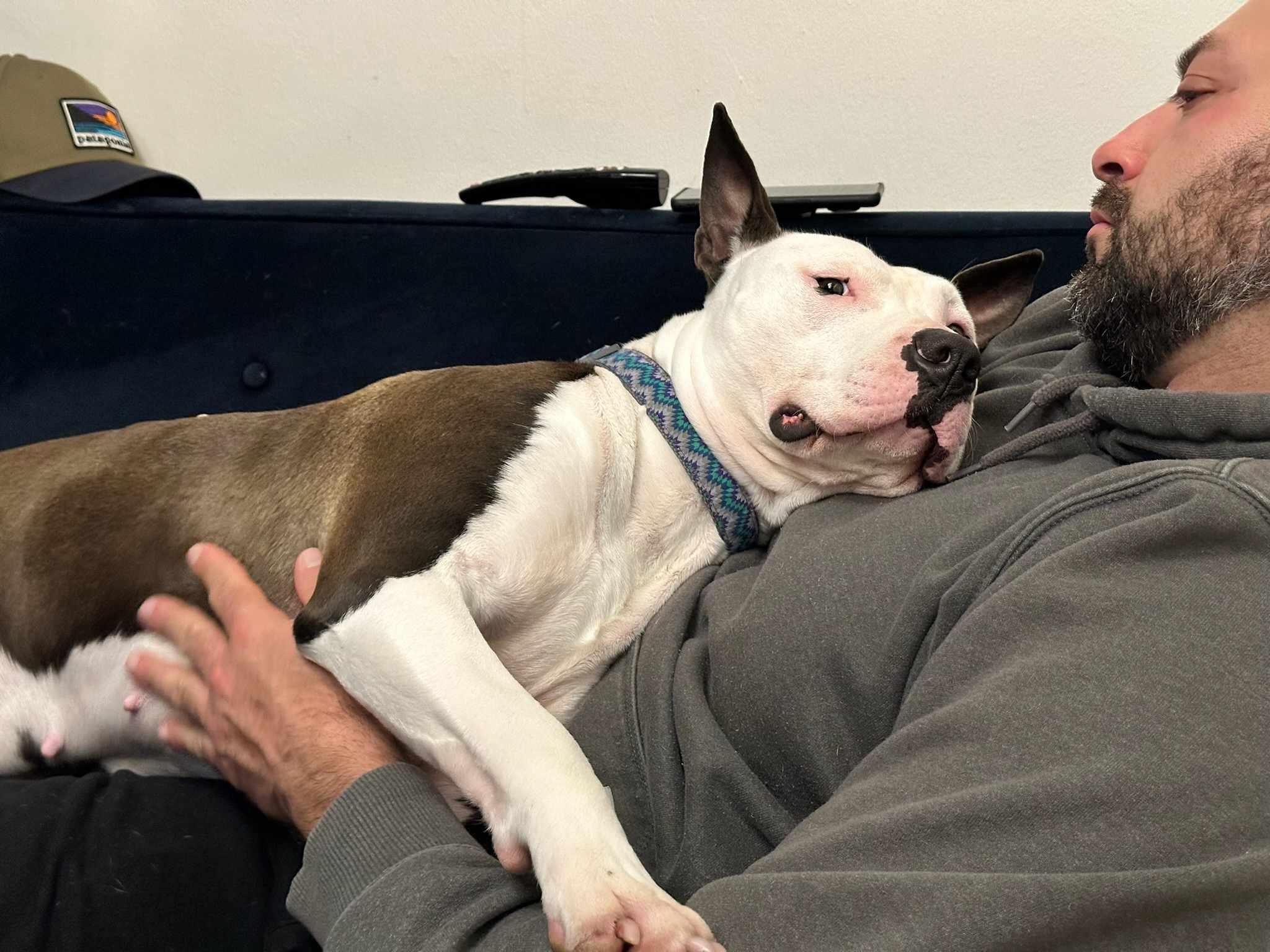 Zoe, a Adoptable mixed breed in Tacoma, WA image 5/6