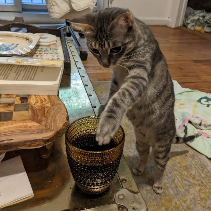 Enlarge Zinnia (ZiZi), a Adopted Domestic Short Hair in New York, NY image 1/4