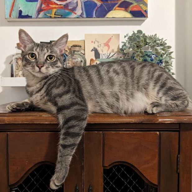 Enlarge Zinnia (ZiZi), a Adopted Domestic Short Hair in New York, NY image 2/4