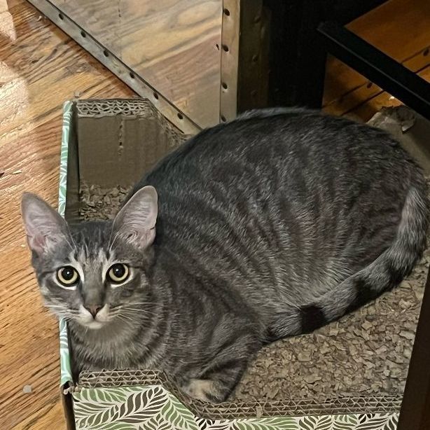 Enlarge Zinnia (ZiZi), a Adopted Domestic Short Hair in New York, NY image 3/4