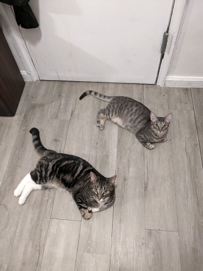 Enlarge Zinnia (ZiZi), a Adopted Domestic Short Hair in New York, NY image 4/4