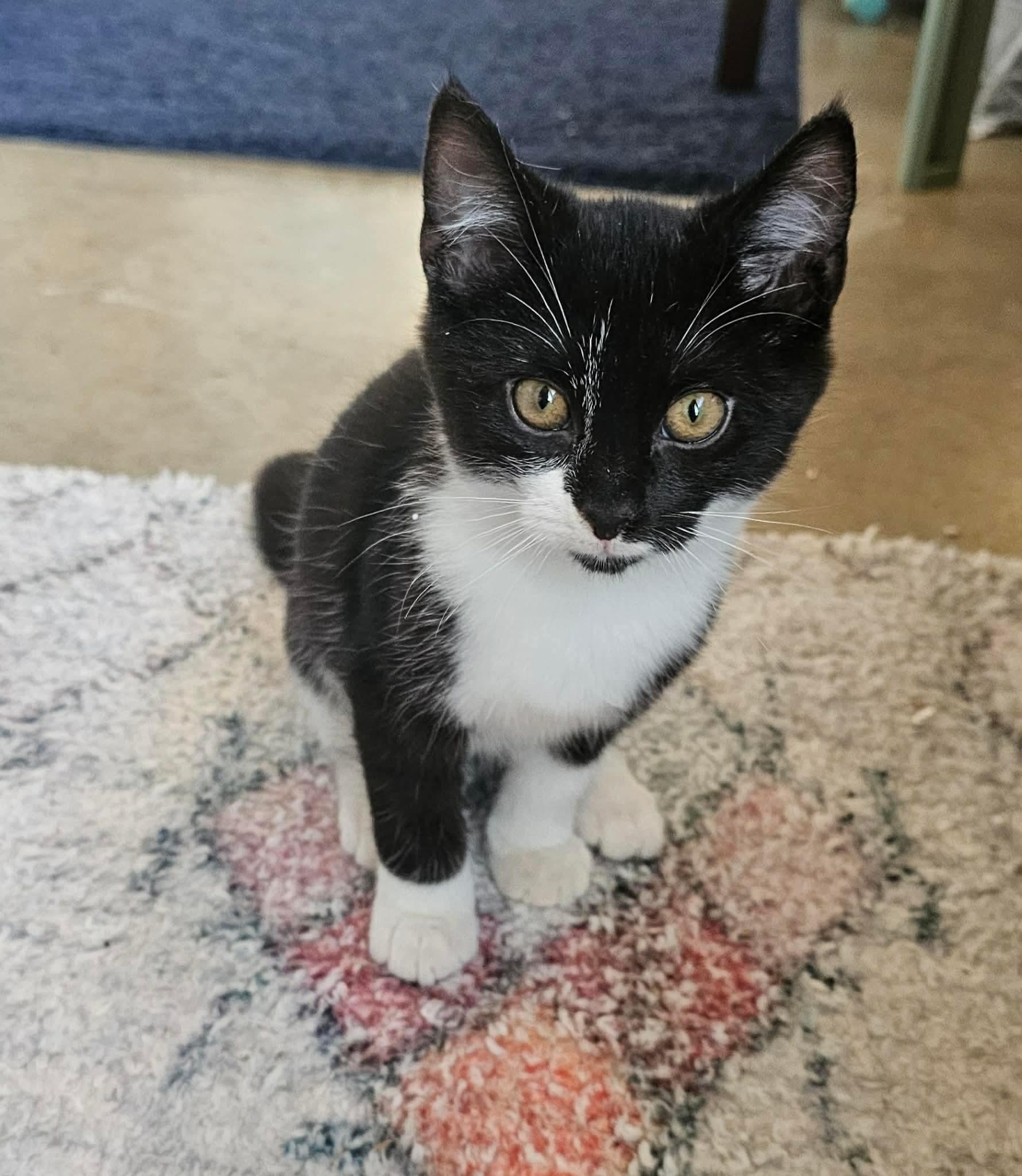 Pleakley , ADOPTABLE, Kitten Male Domestic Short Hair.