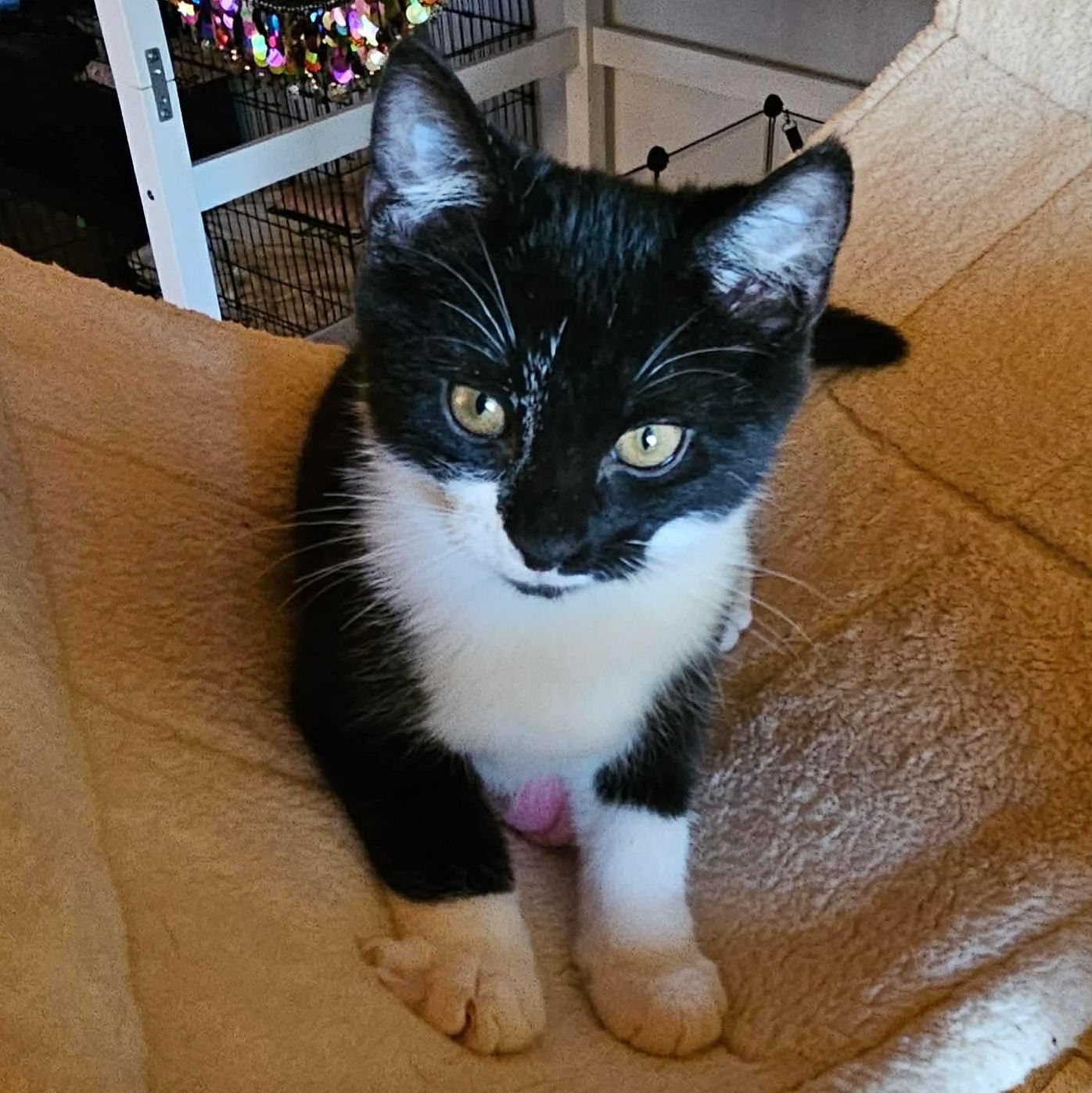 Enlarge Pleakley , a ADOPTABLE Domestic Short Hair in Fort Oglethorpe, GA image 2/3