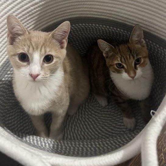 Pumpkin Pie & Sweet Potato Casserole, an adopted Domestic Short Hair in brooklyn, NY image 1/6