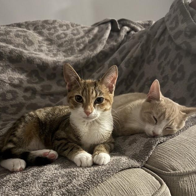Pumpkin Pie & Sweet Potato Casserole, an adopted Domestic Short Hair in brooklyn, NY image 2/6
