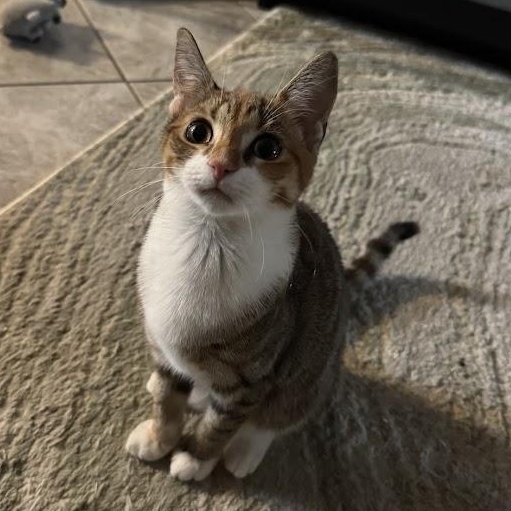 Pumpkin Pie & Sweet Potato Casserole, an adopted Domestic Short Hair in brooklyn, NY image 4/6