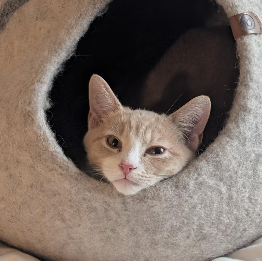 Pumpkin Pie & Sweet Potato Casserole, an adopted Domestic Short Hair in brooklyn, NY image 3/6