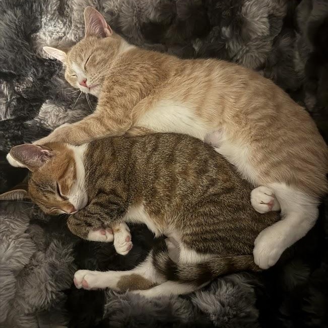 Pumpkin Pie & Sweet Potato Casserole, an adopted Domestic Short Hair in brooklyn, NY image 5/6