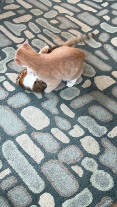 Enlarge Pumpkin Pie & Sweet Potato Casserole, an adopted Domestic Short Hair in brooklyn, NY video 6/6