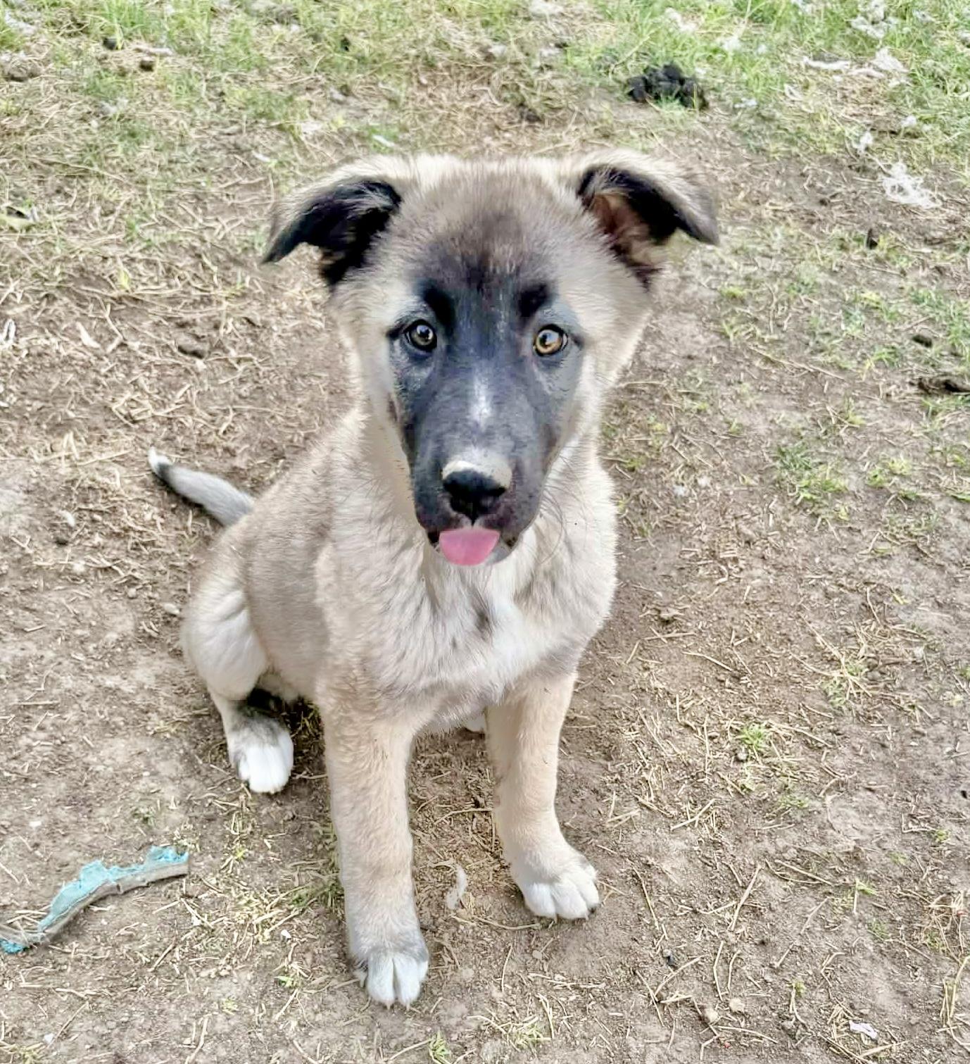 Enlarge Shena, a Adoptable Anatolian Shepherd in Poughkeepsie, NY image 2/6