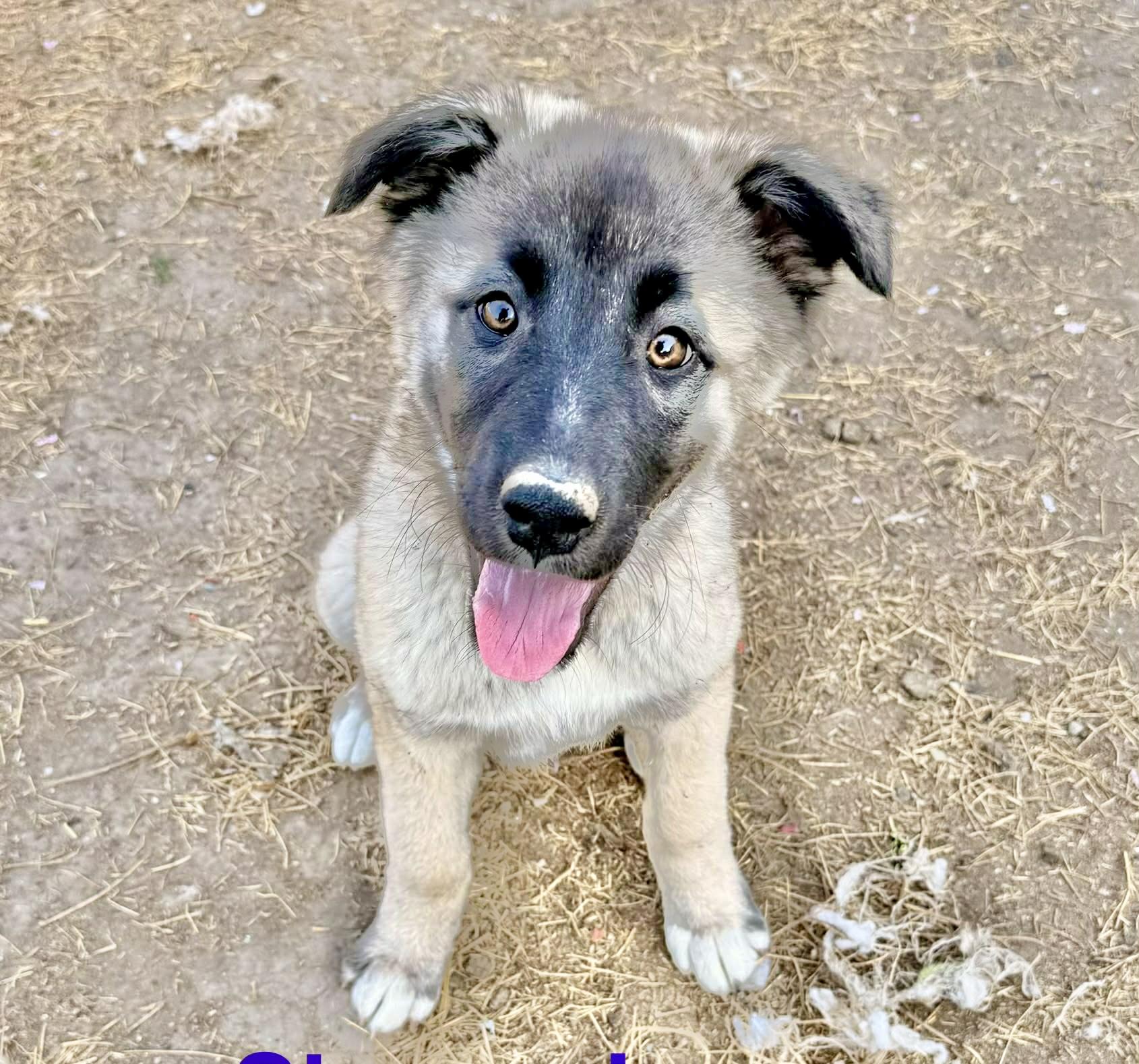 Enlarge Shena, a Adoptable Anatolian Shepherd in Poughkeepsie, NY image 6/6