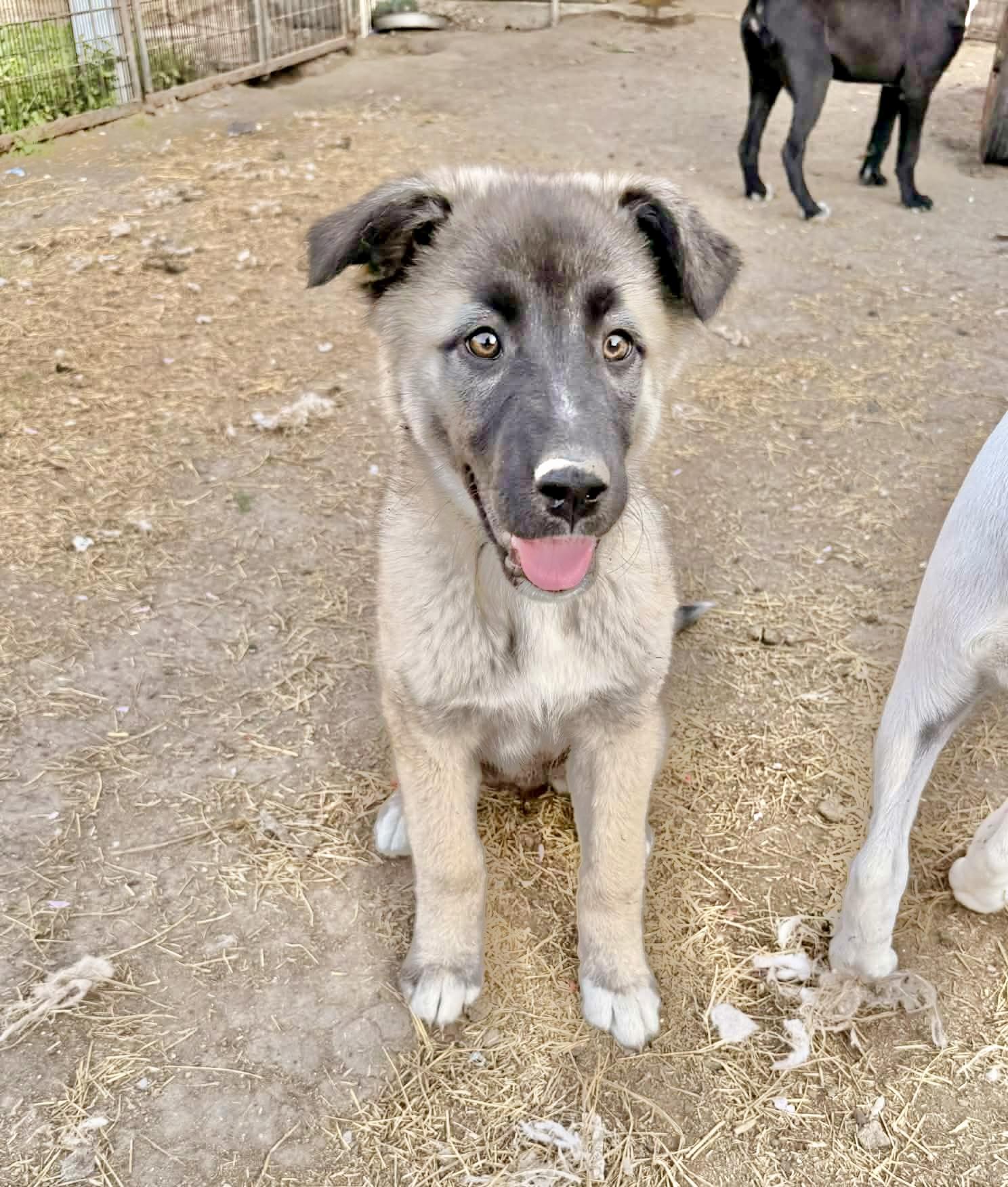 Enlarge Shena, a Adoptable Anatolian Shepherd in Poughkeepsie, NY image 4/6