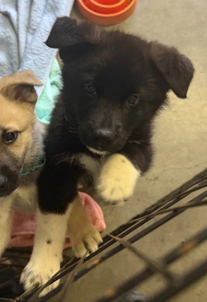 26-03 Draco, Adoptable, Puppy Male Husky & Border Collie.