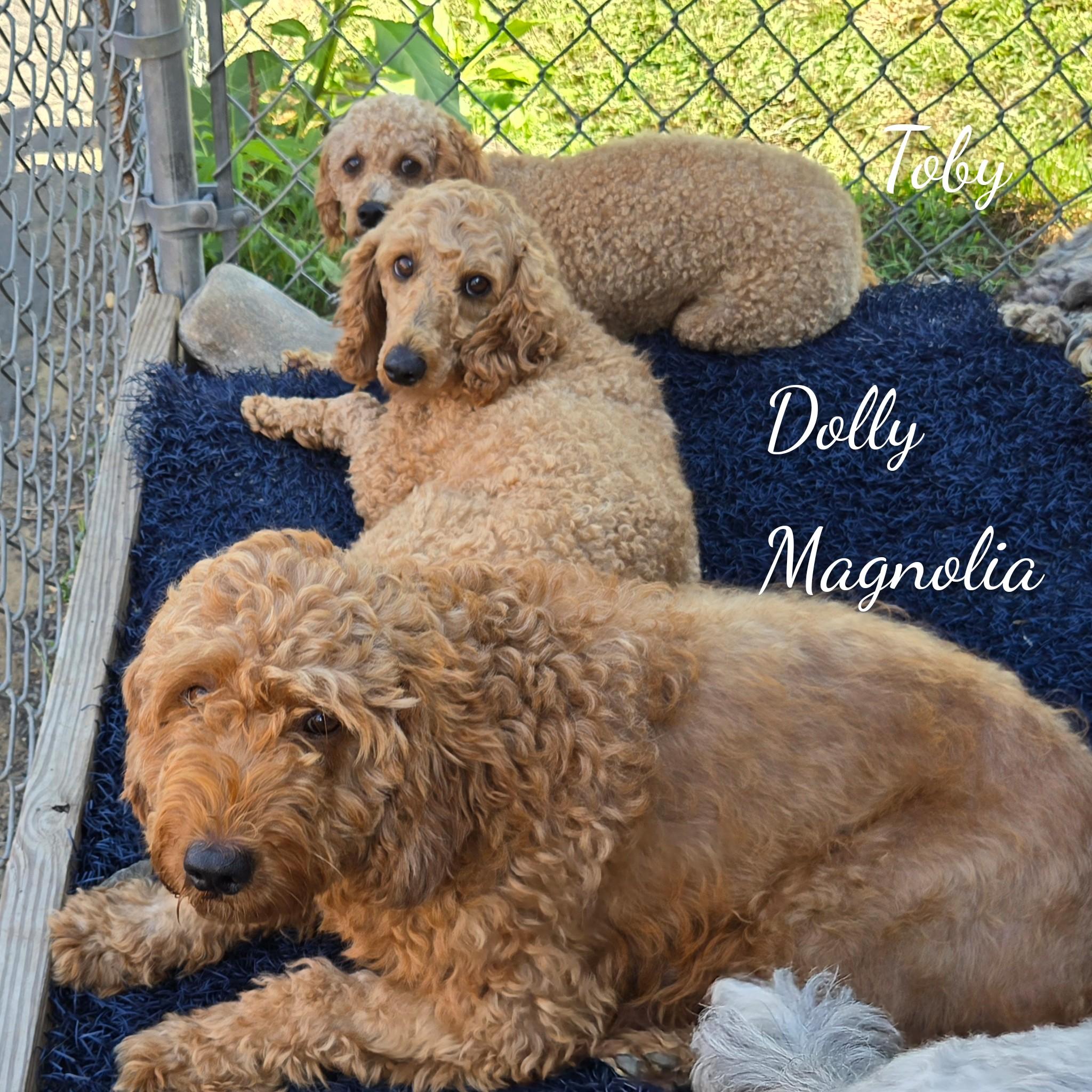 Dolly, Adoptable, Adult Female Poodle.
