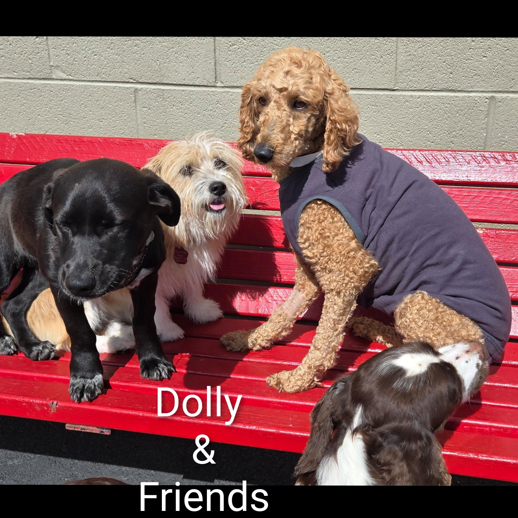 Dolly