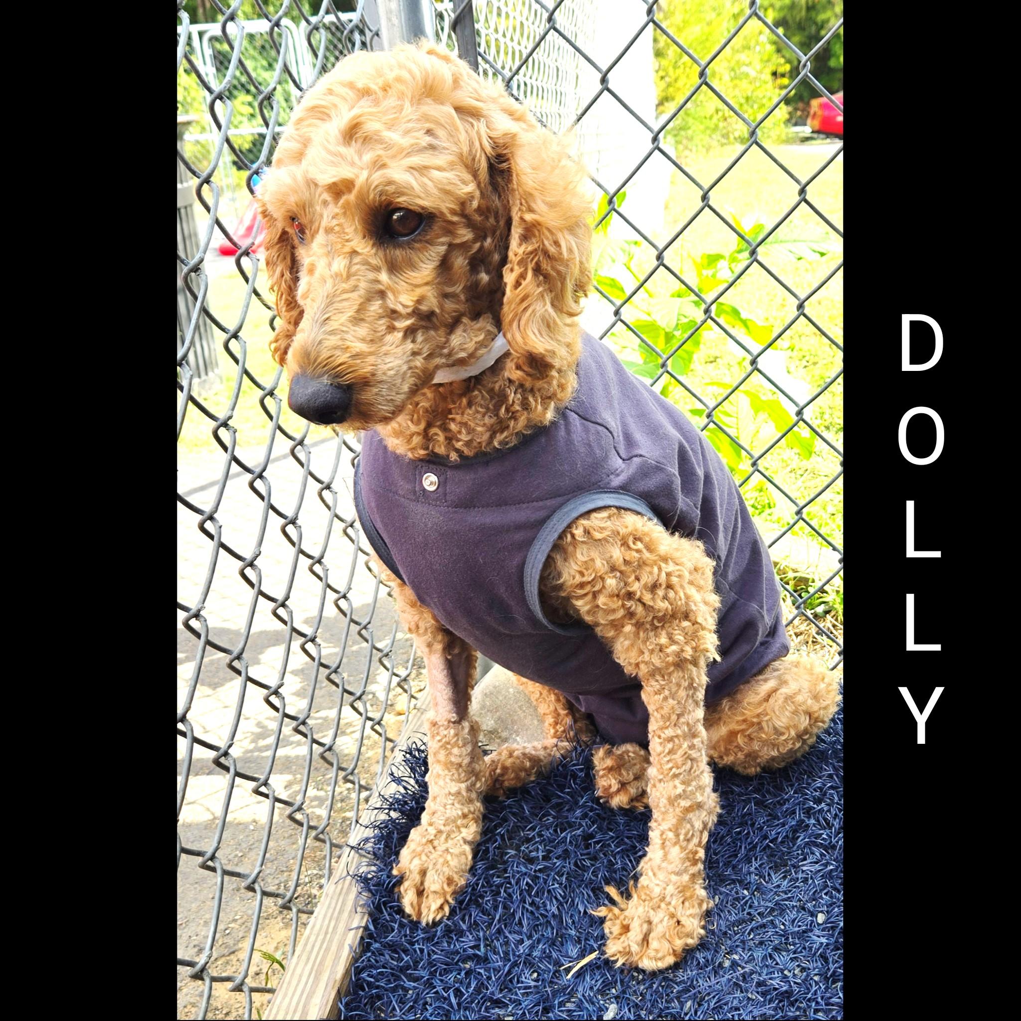 Dolly