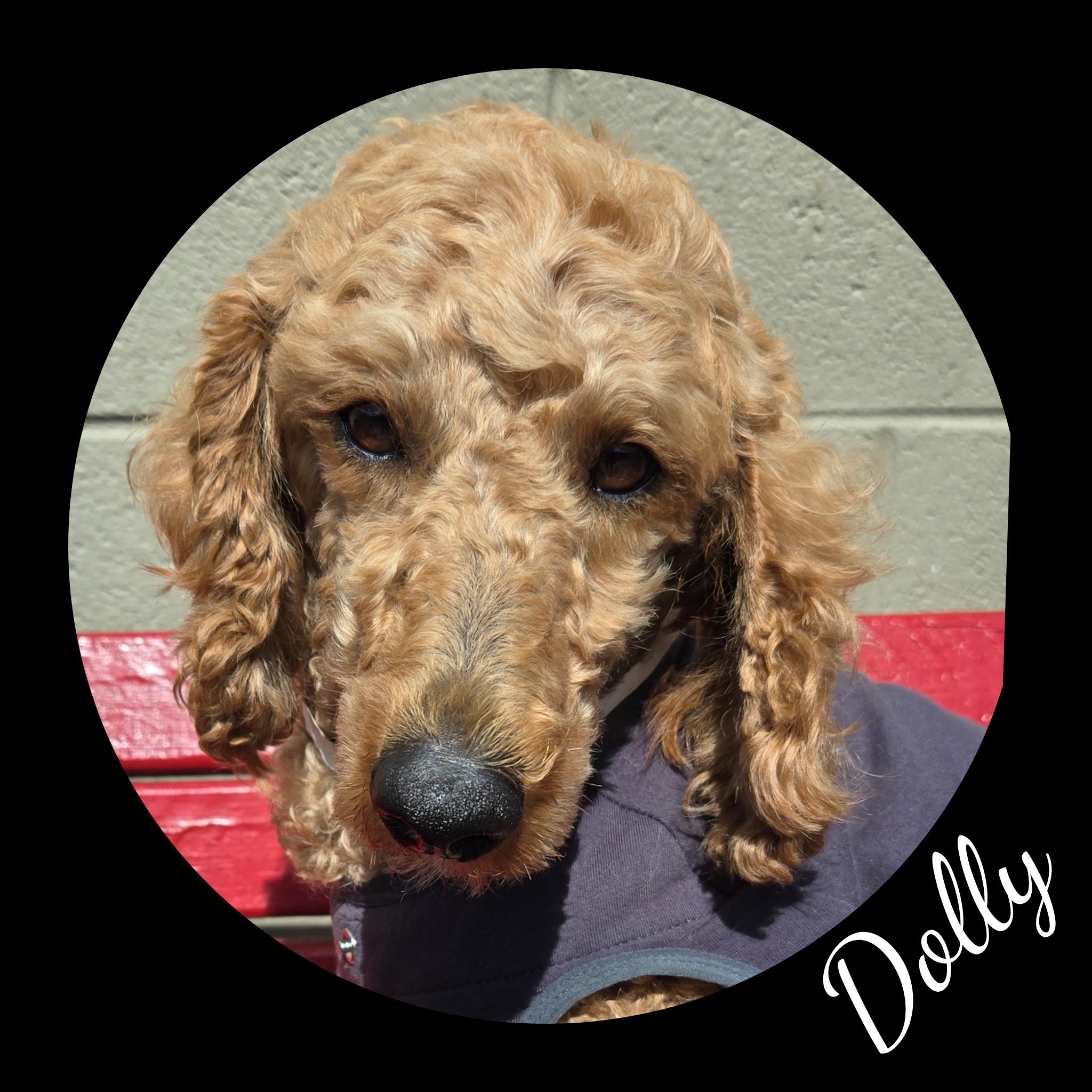 Dolly, a Adoptable Poodle in Fredericksburg, VA image 4/6