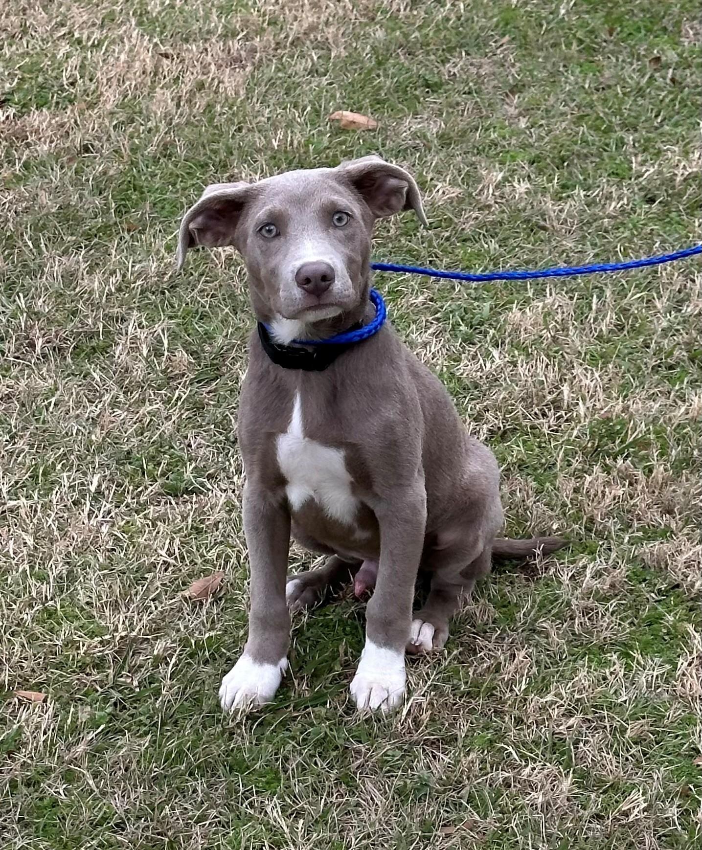 Gator, adopted, Puppy Male Weimaraner & Mixed Breed.