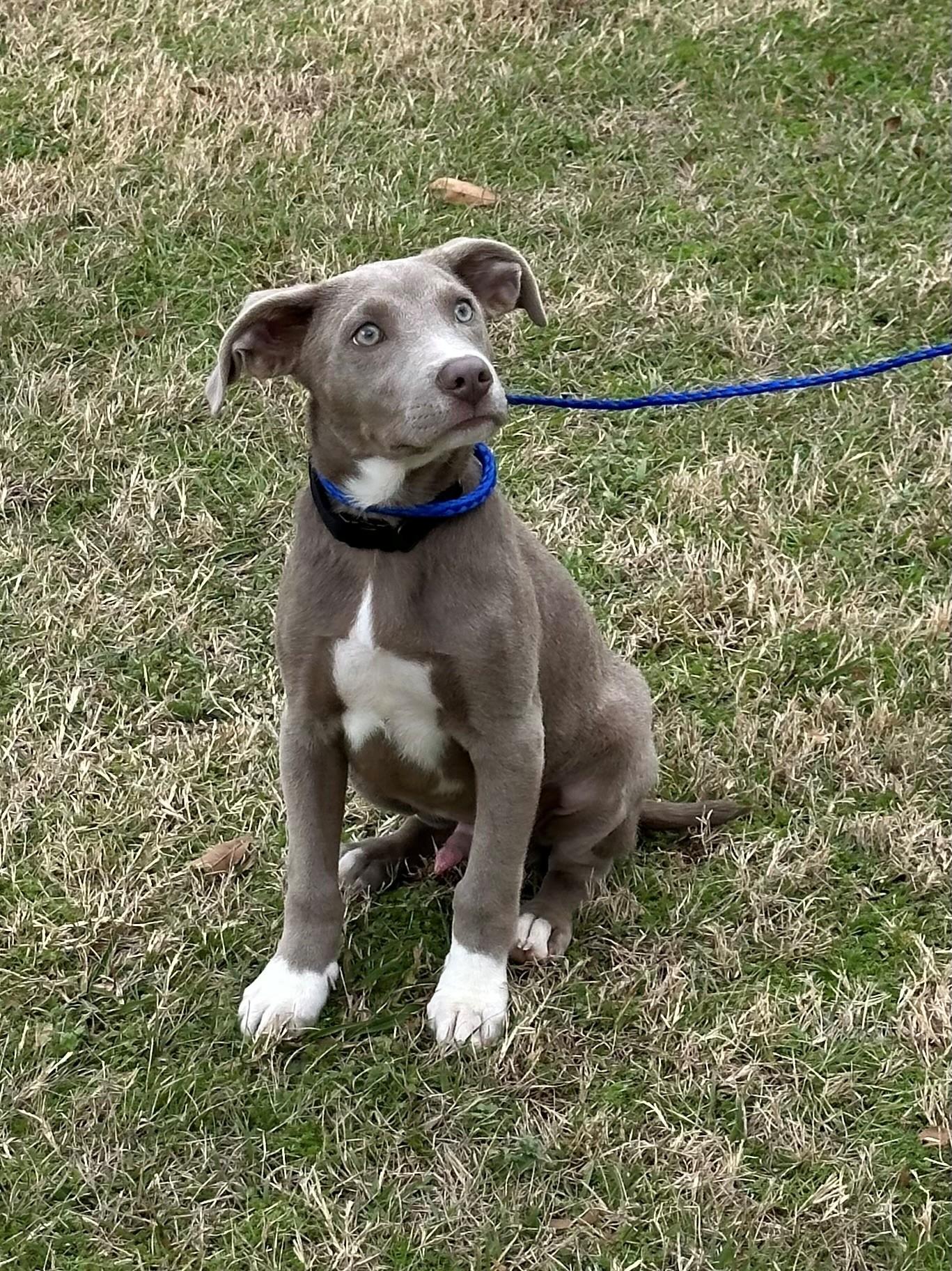 Enlarge Gator, an adopted mixed breed in Medfield, MA image 2/2