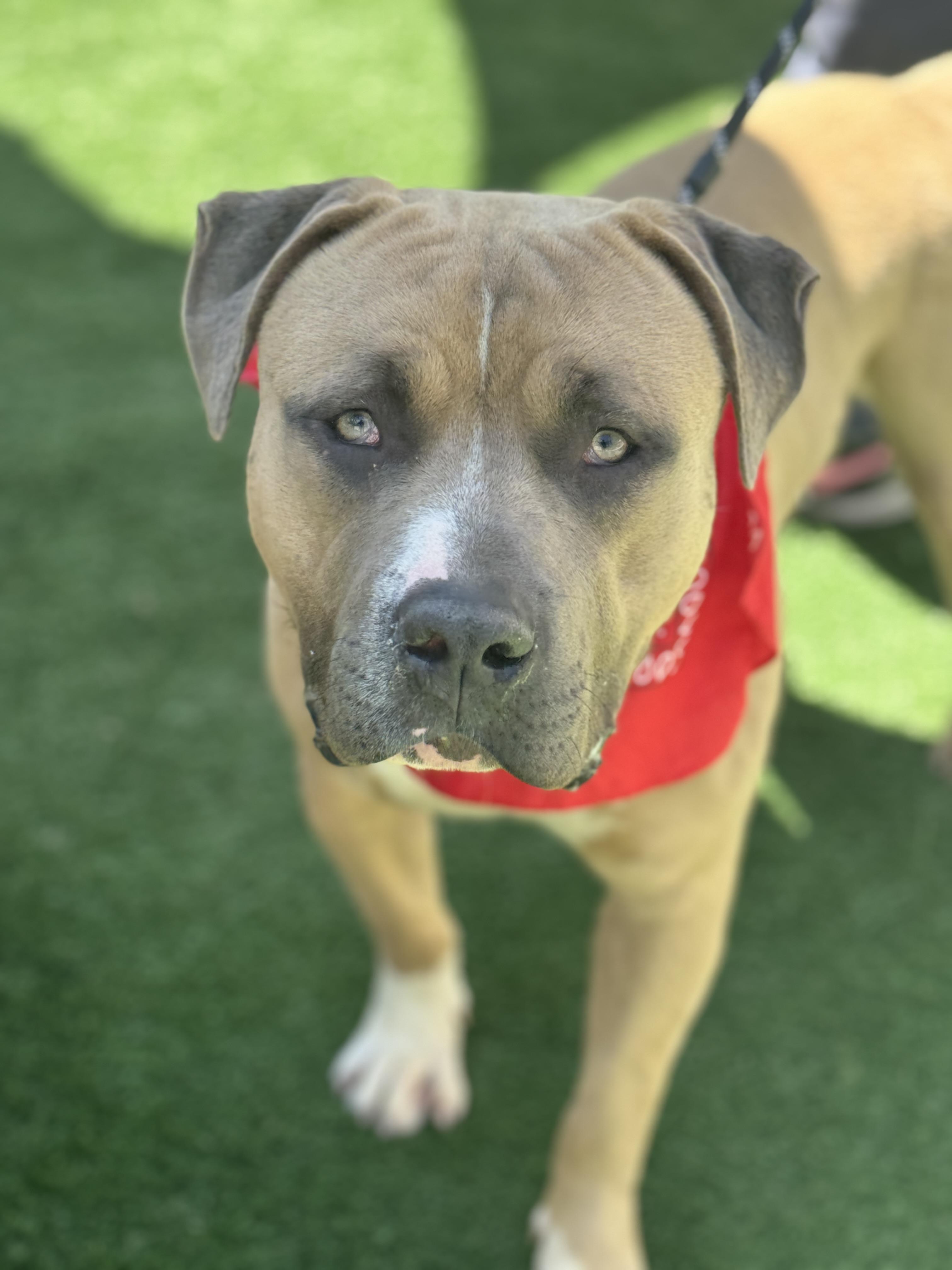 Cheddar, an adoptable Mastiff, Boerboel in Rancho Palos Verdes, CA, 90275 | Photo Image 3