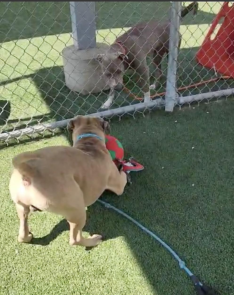 Cheddar, an adoptable Mastiff, Boerboel in Rancho Palos Verdes, CA, 90275 | Photo Image 2