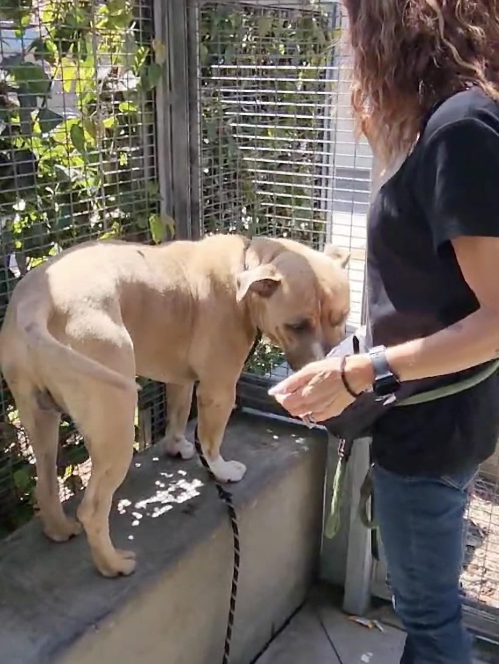 Cheddar, an adoptable Mastiff, Boerboel in Rancho Palos Verdes, CA, 90275 | Photo Image 4