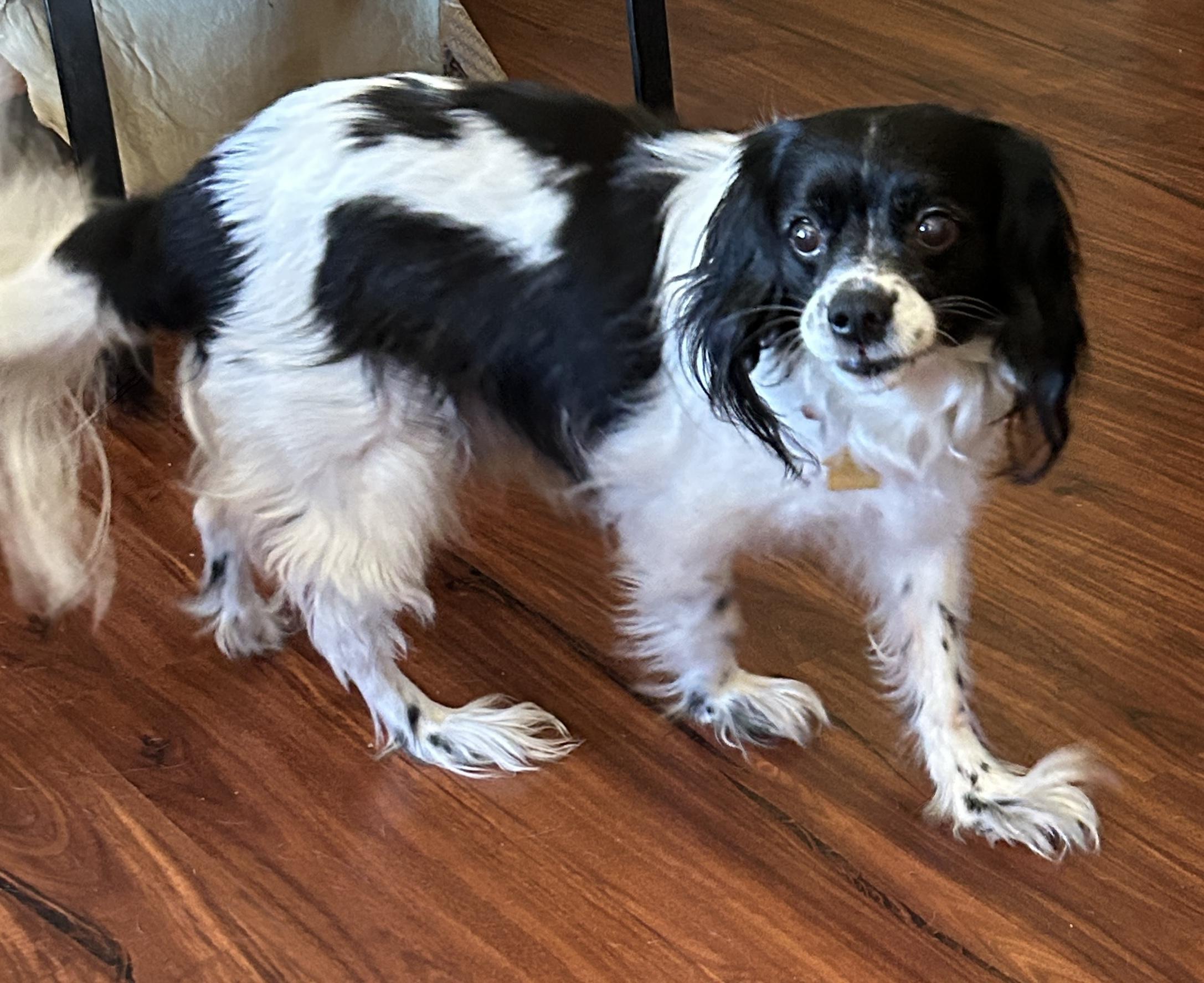 Manny, Adoptable, Senior Male Cavalier King Charles Spaniel.