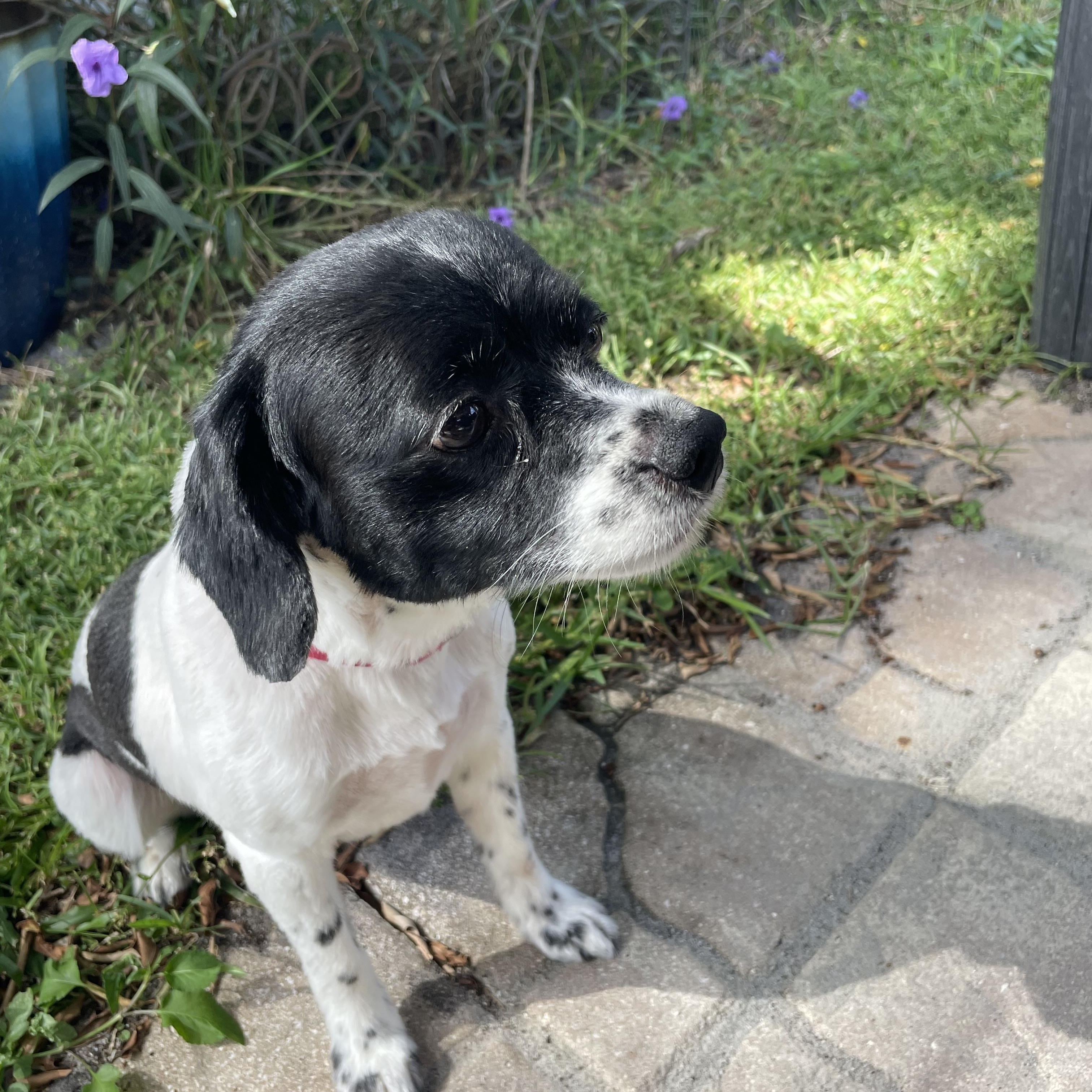 Enlarge Manny, a Adoptable Cavalier King Charles Spaniel in Sarasota, FL image 2/5