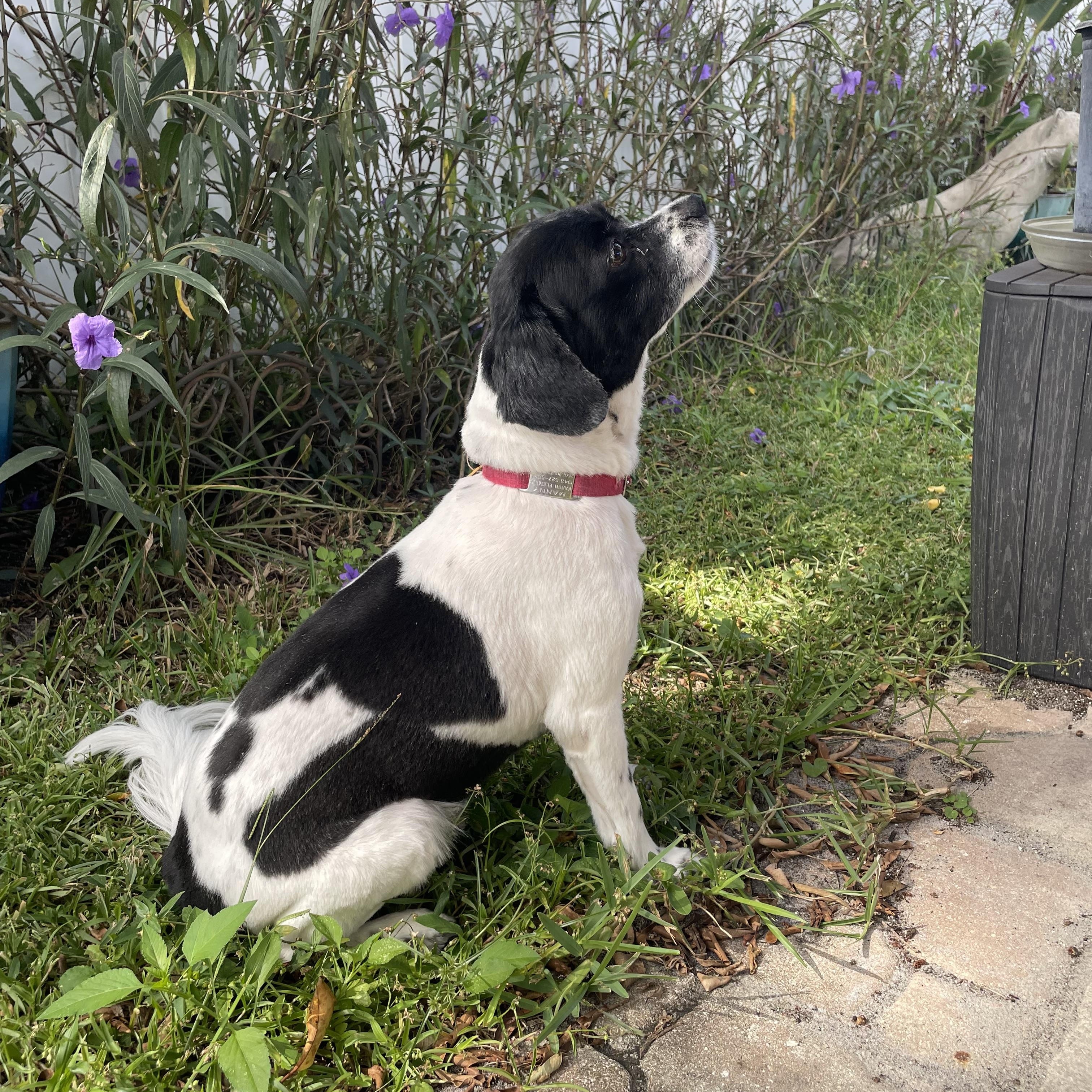Enlarge Manny, a Adoptable Cavalier King Charles Spaniel in Sarasota, FL image 3/5