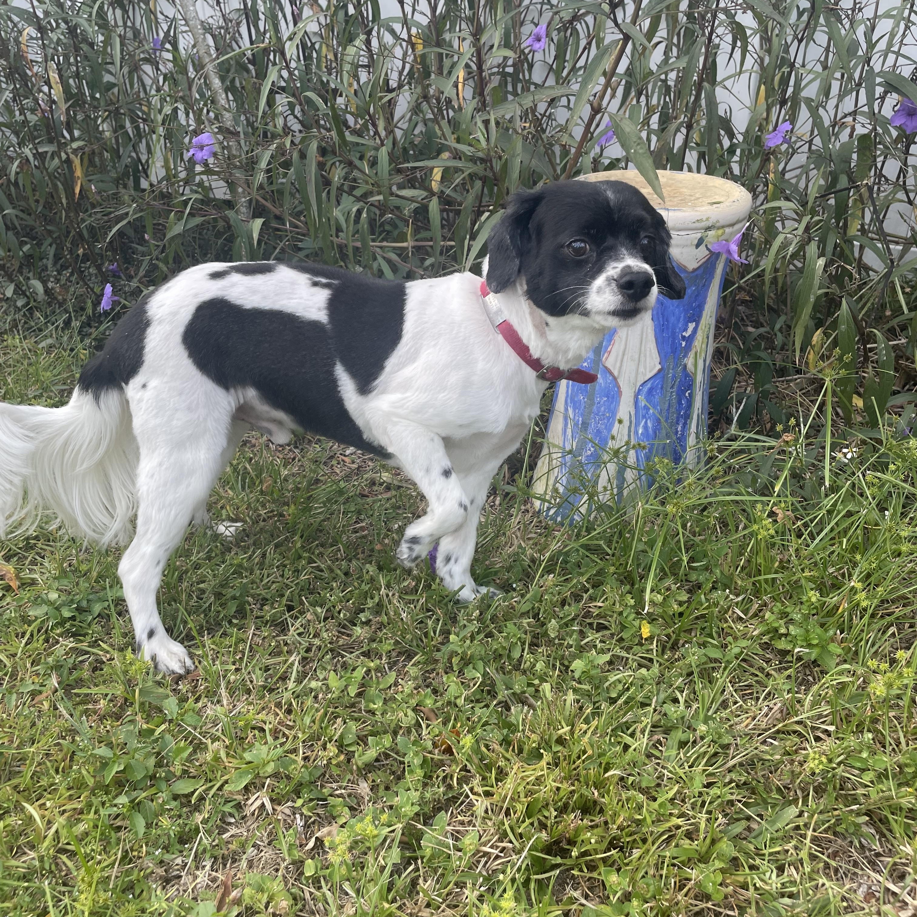 Enlarge Manny, a Adoptable Cavalier King Charles Spaniel in Sarasota, FL image 4/5