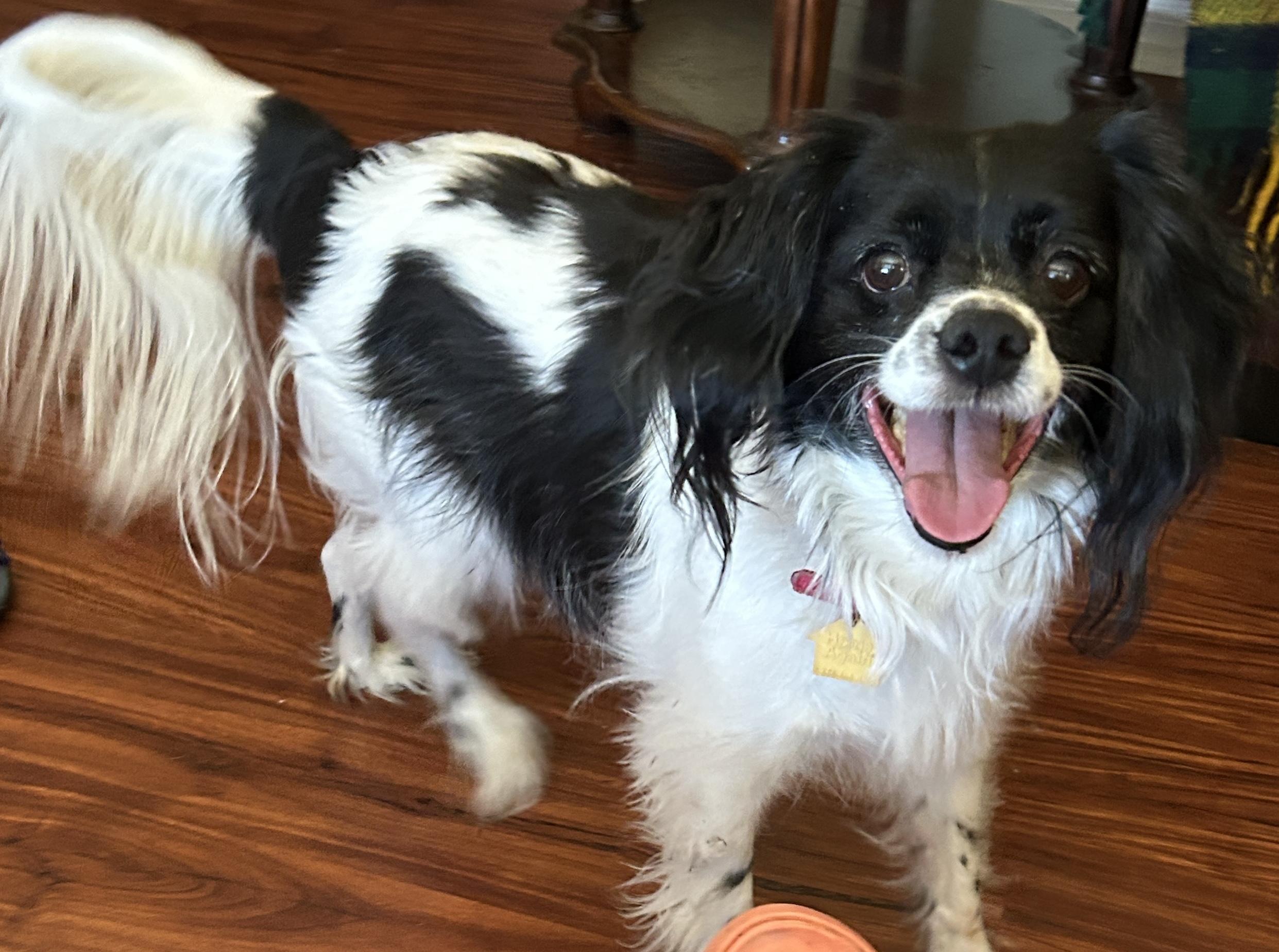 Enlarge Manny, a Adoptable Cavalier King Charles Spaniel in Sarasota, FL image 5/5