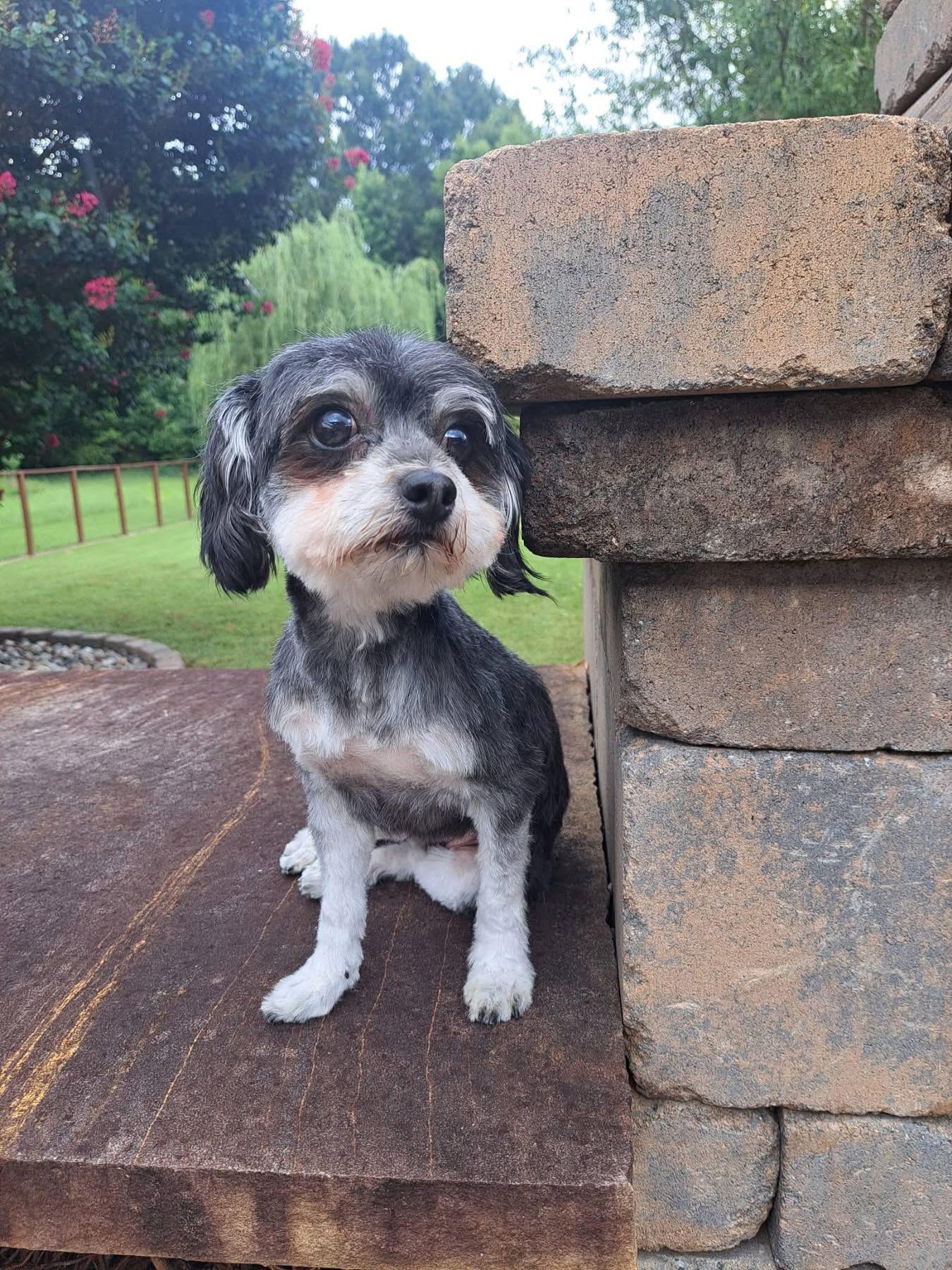 Luna, ADOPTABLE, Young Female Maltese & Yorkie Poo.