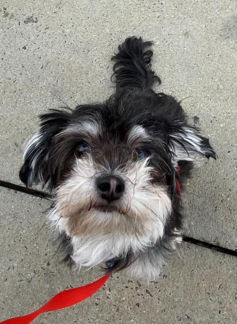 Luna, a ADOPTABLE mixed breed in Matthews, NC image 2/2