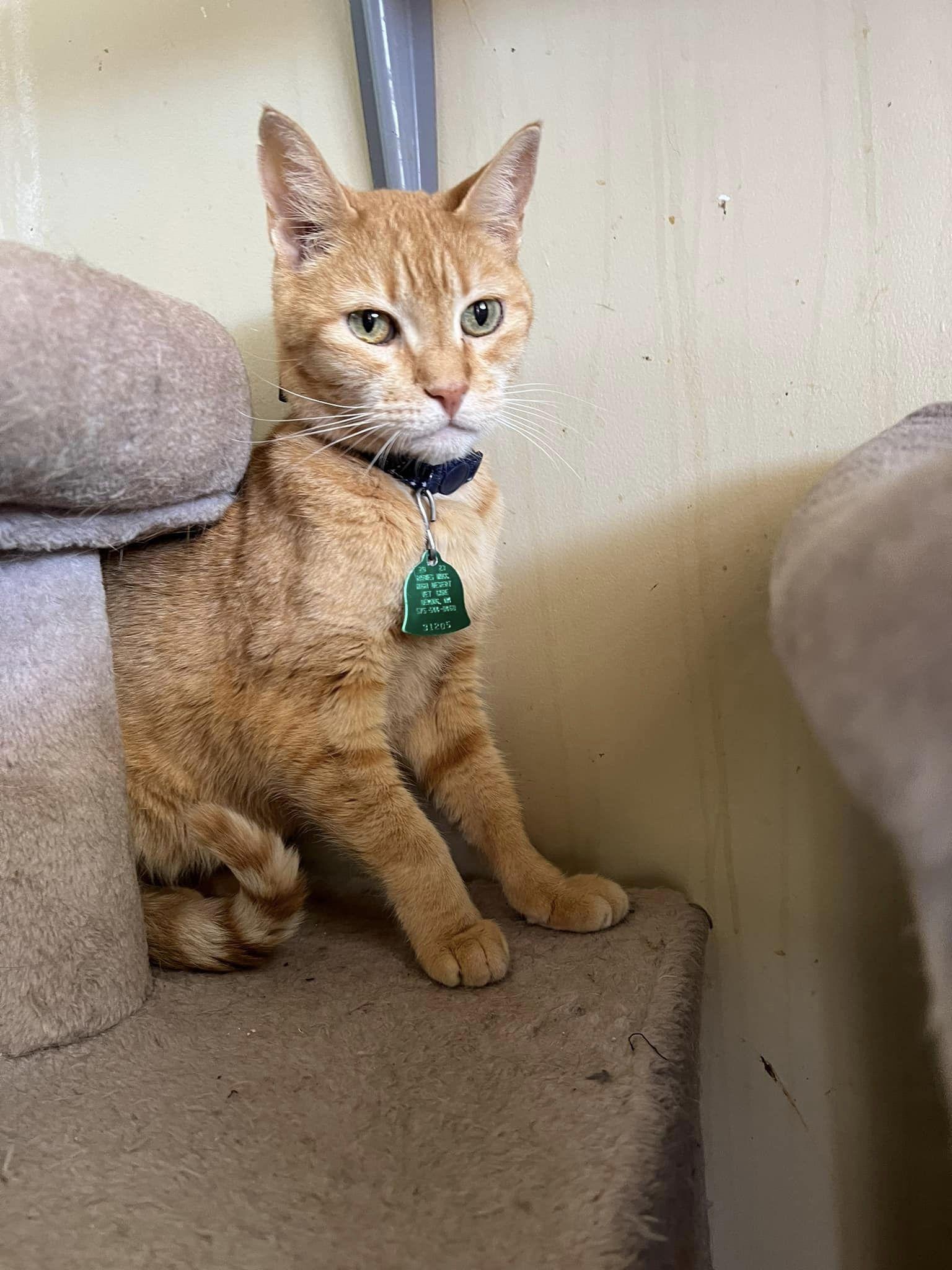 Catherine, an adoptable Tabby in Deming, NM, 88030 | Photo Image 1
