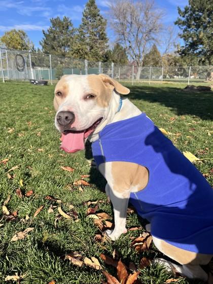 Enlarge Cree, an adoptable Mixed Breed in Hamilton, MT image 6/6