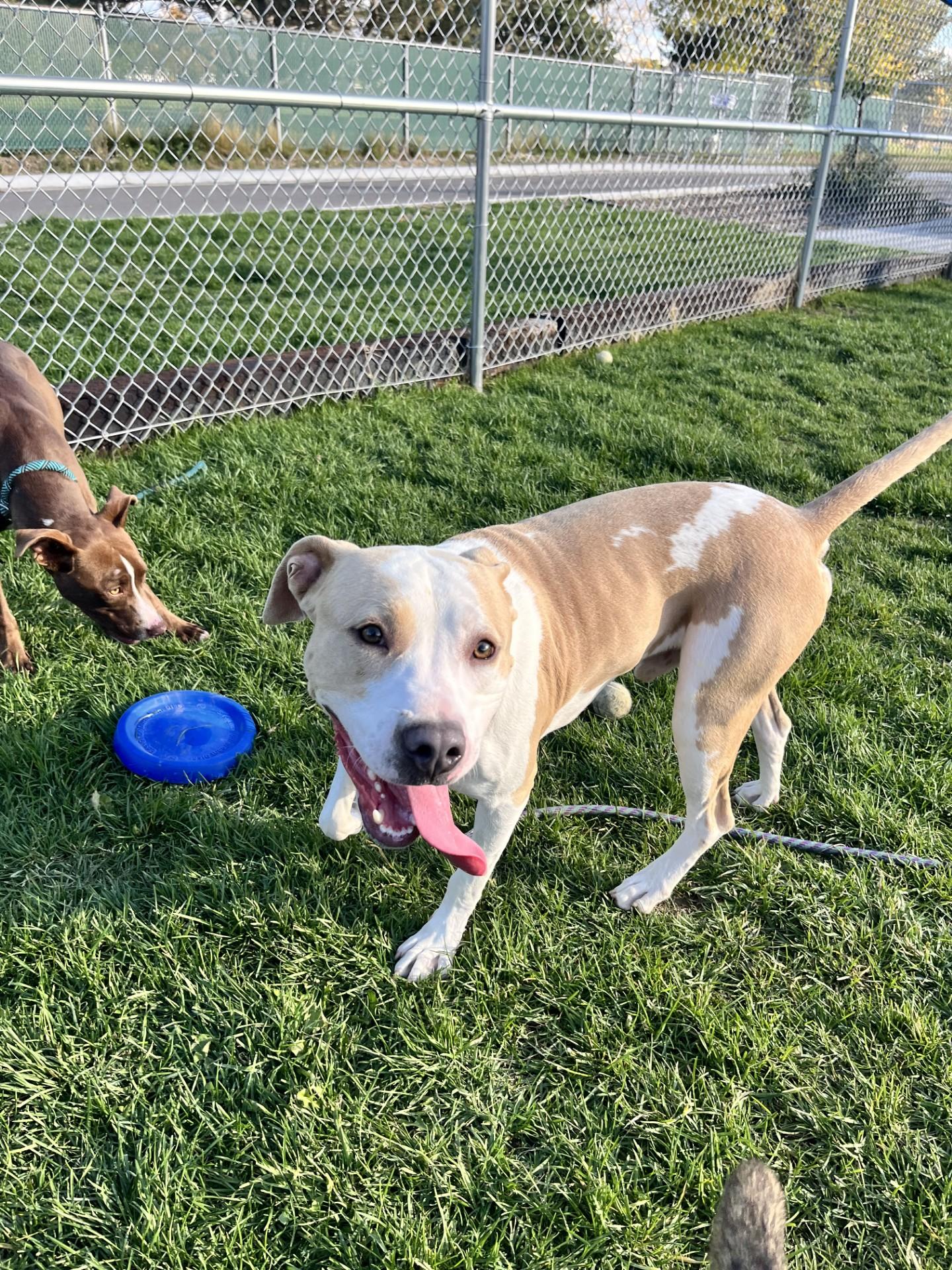 Enlarge Cree, an adoptable Mixed Breed in Hamilton, MT image 3/6