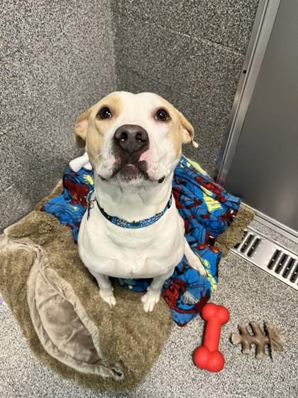 Enlarge Cree, an adoptable Mixed Breed in Hamilton, MT image 4/6