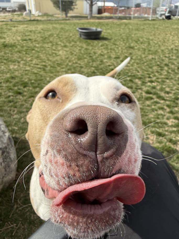 Enlarge Cree, an adoptable Mixed Breed in Hamilton, MT image 2/6