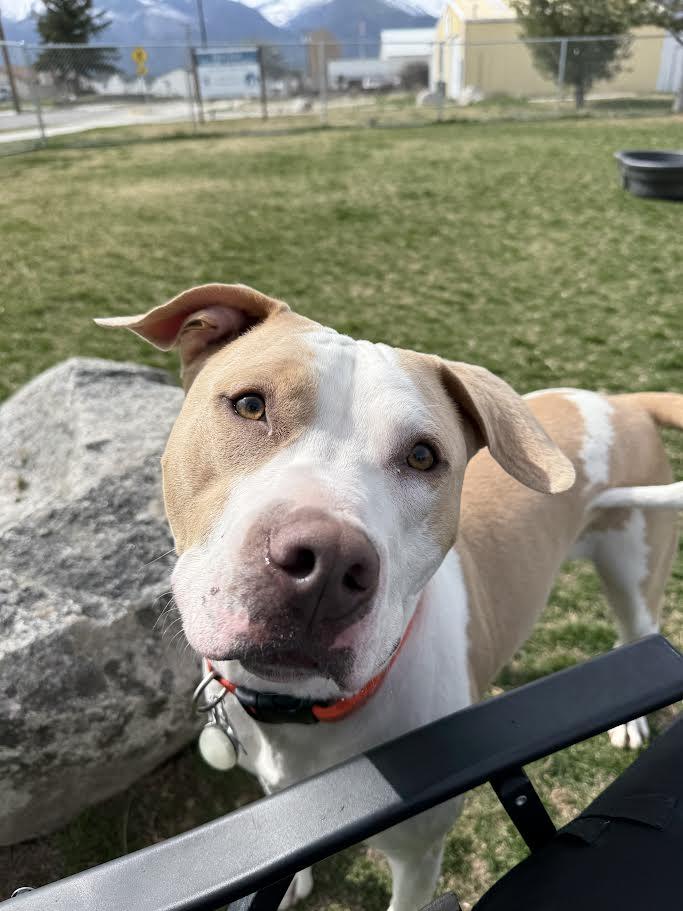 Enlarge Cree, an adoptable Mixed Breed in Hamilton, MT image 1/6