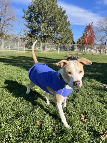 Enlarge Cree, an adoptable Mixed Breed in Hamilton, MT image 5/6