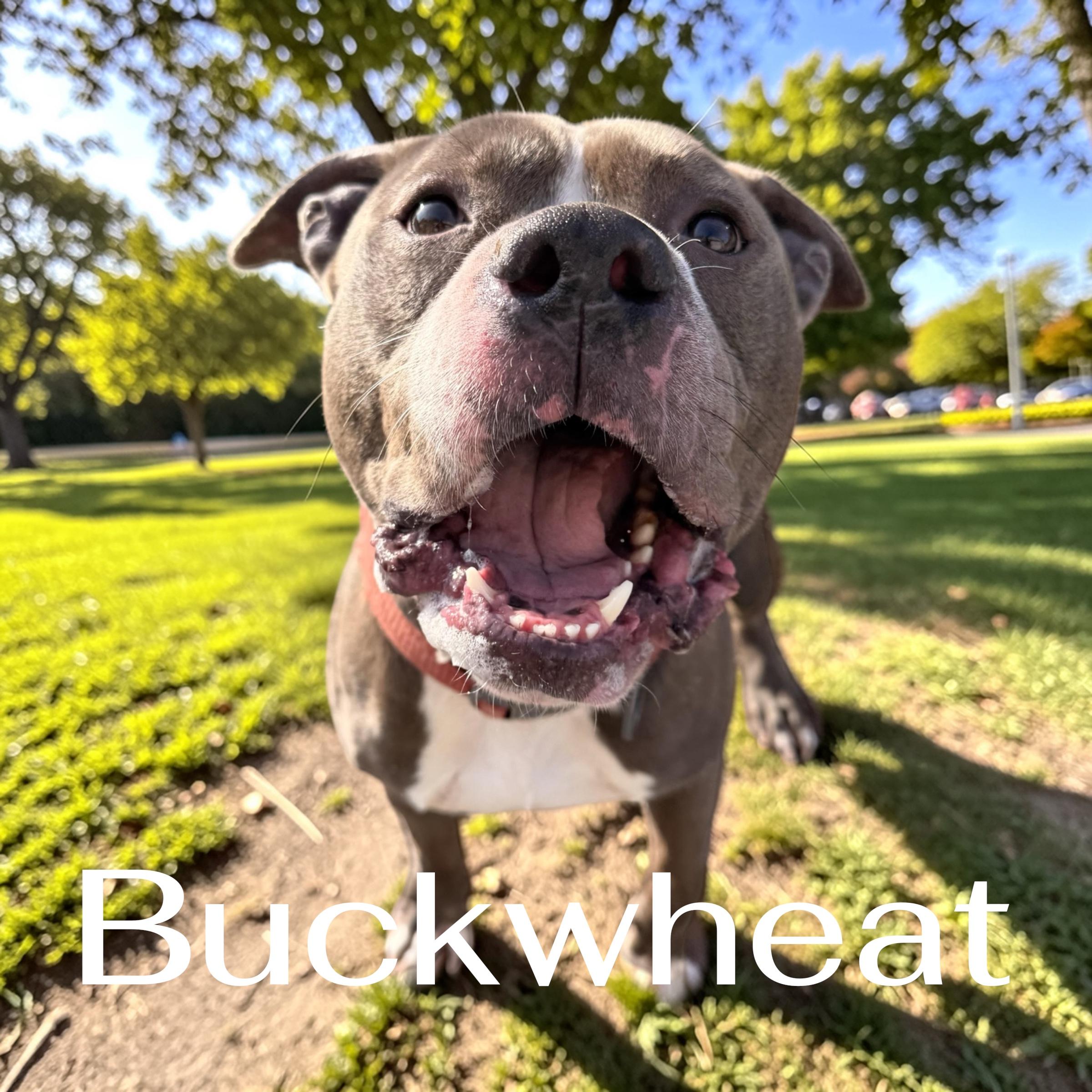 Buckwheat, an adopted Mixed Breed in McKeesport, PA image 1/6
