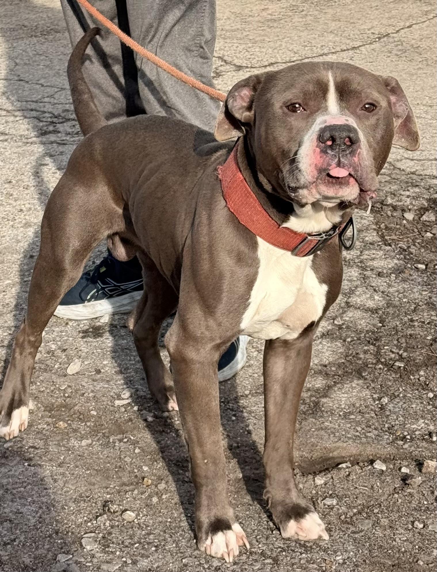 Buckwheat, an adopted Mixed Breed in McKeesport, PA image 2/6