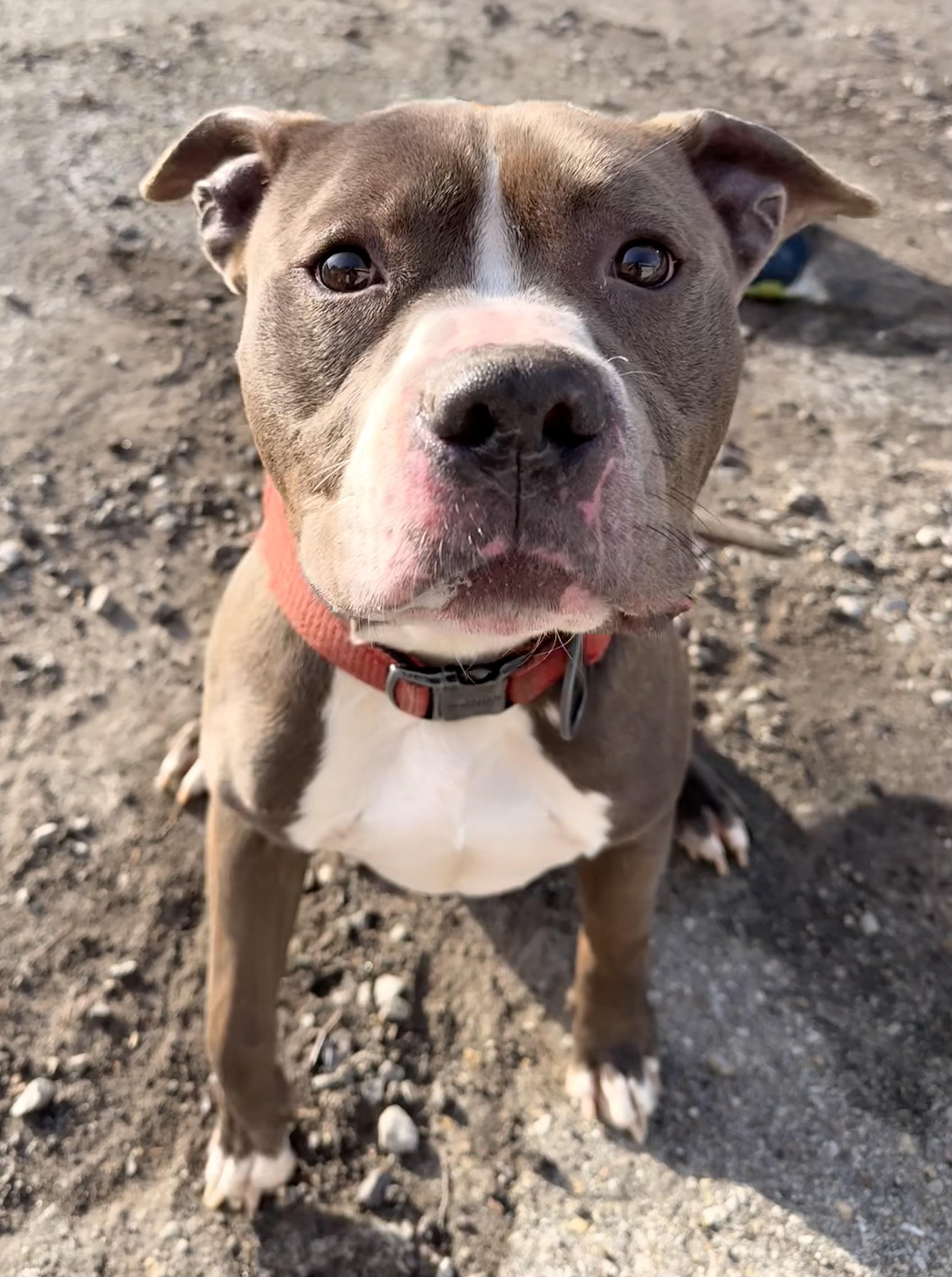 Buckwheat, an adopted Mixed Breed in McKeesport, PA image 3/6