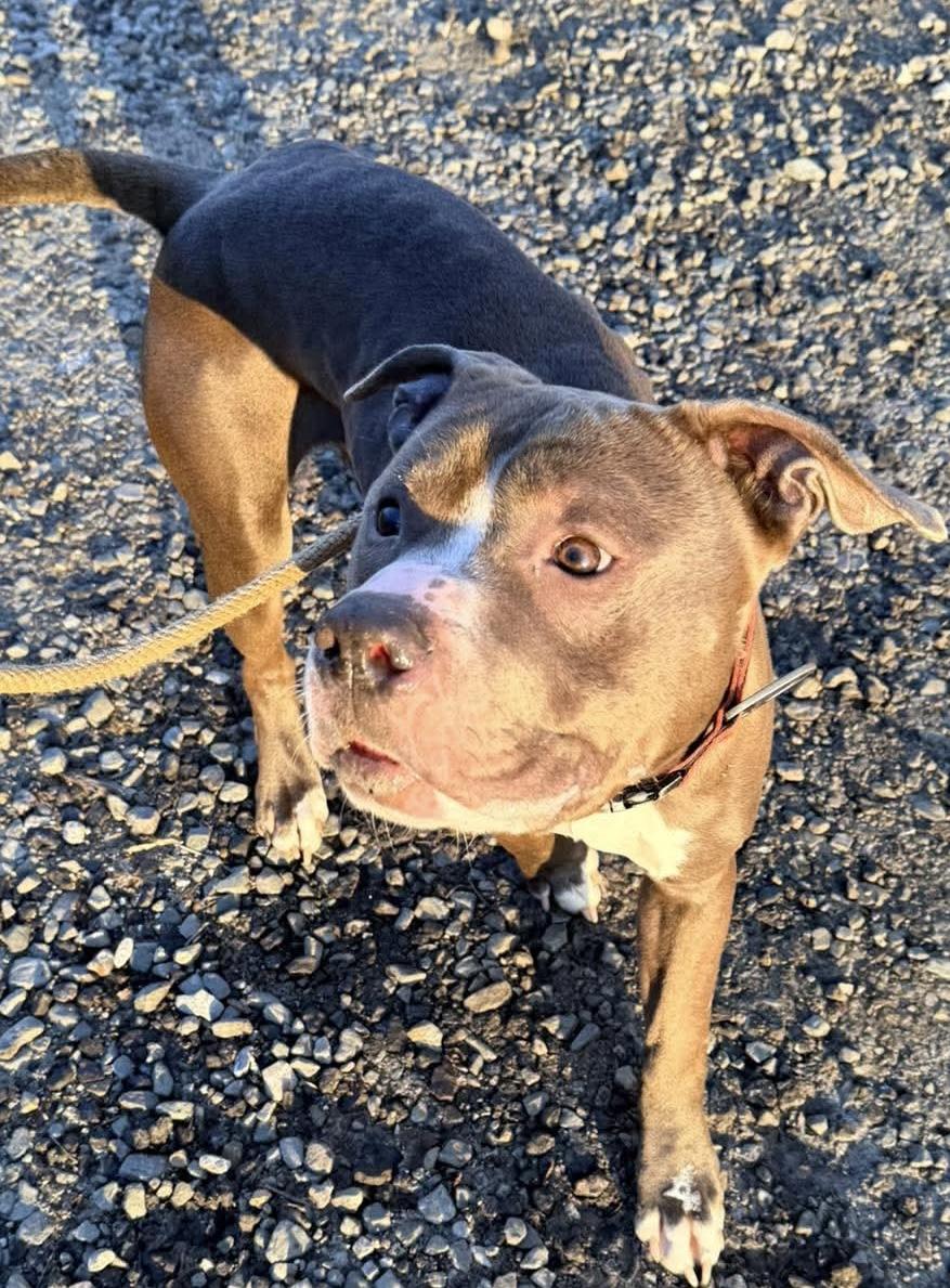 Buckwheat, an adopted Mixed Breed in McKeesport, PA image 4/6